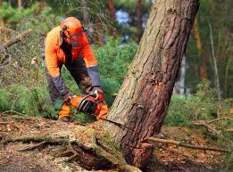 Best Tree and Shrub Care  in Ridgewood, IL